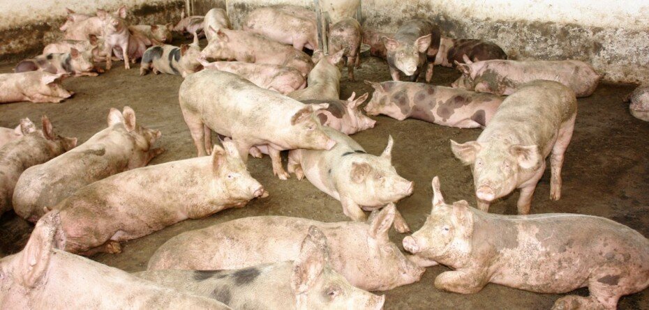 Ceny tucznika w kwietniu 2026. Sprzedawać czy czekać?