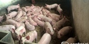 Ceny świń 2026 stoją w&nbsp;miejscu. Co czeka hodowców po Wielkanocy?