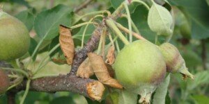 Kiedy stosować Vaxiplant SL w&nbsp;sadach jabłoni i&nbsp;gruszy?