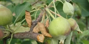 Kiedy stosować Vaxiplant SL w&nbsp;sadach jabłoni i&nbsp;gruszy?