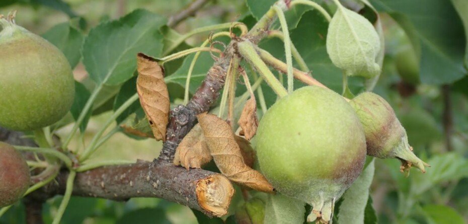 Kiedy stosować Vaxiplant SL w sadach jabłoni i gruszy?