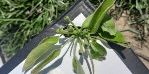 Kwietniowe przymrozki 2026. Czy uda się uratować plon?