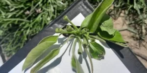 Kwietniowe przymrozki 2026. Czy uda się uratować plon?