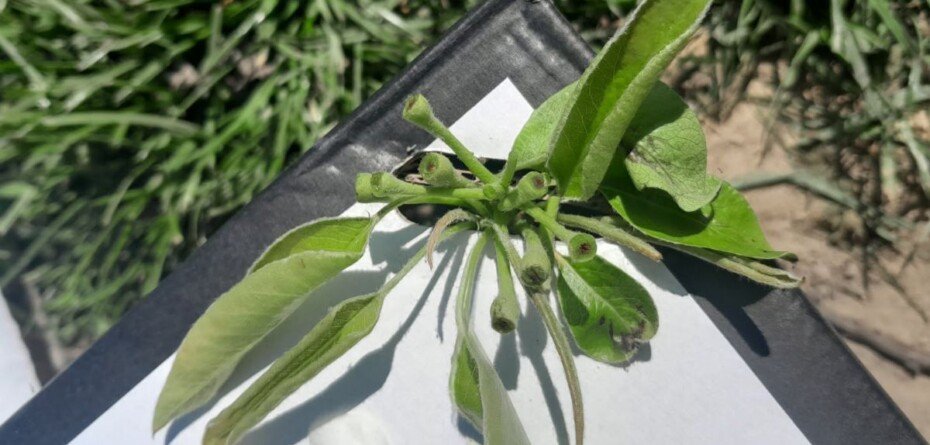 Kwietniowe przymrozki 2026. Czy uda się uratować plon?