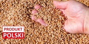 Zboże oznaczone Produkt Polski – rolnicy chcą zmian. Powód jest jeden