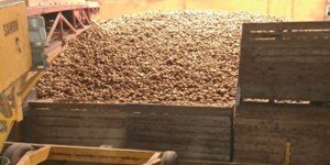 Rządowa pomoc dla producentów ziemniaków potrzebna