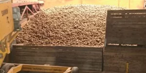 Rządowa pomoc dla producentów ziemniaków potrzebna