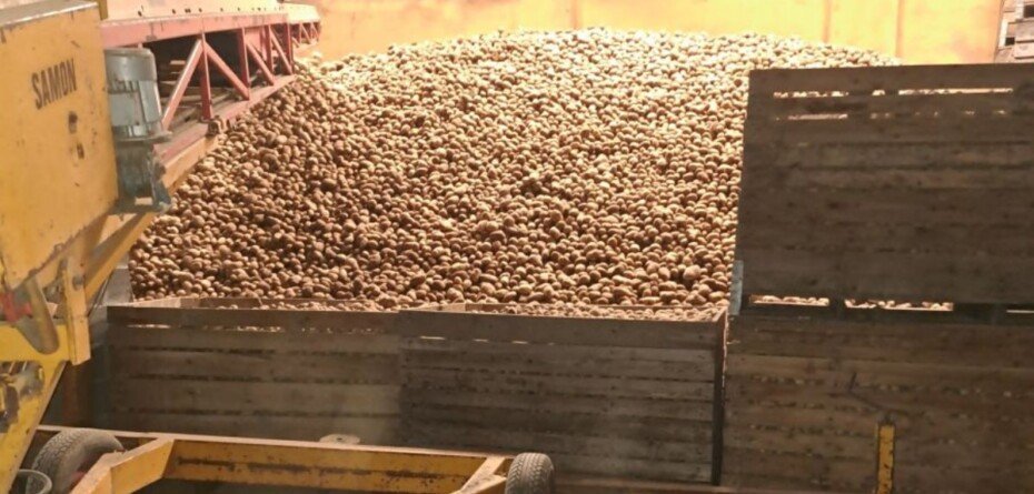 Rządowa pomoc dla producentów ziemniaków potrzebna