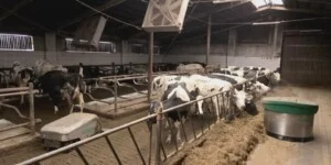 Eksport mleka do Brazylii. MRiRW dementuje doniesienia o&nbsp;blokadzie
