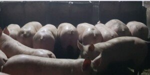 ARiMR wznawia pożyczki ASF. Hodowcy świń mogą dostać do 1&nbsp;mln zł