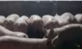 pożyczki ASF dla hodowców świń