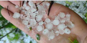 Gradobicie i szkody w uprawach a pomoc klęskowa ARiMR