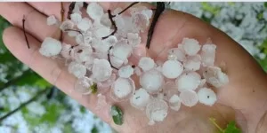 Gradobicie i szkody w uprawach a pomoc klęskowa ARiMR
