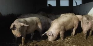 Spadek cen tuczników