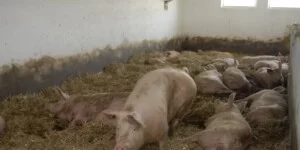 Ceny tuczników gwałtownie spadają. Hodowcy mówią wprost: nie ma już opłacalności