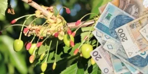 Pomoc dla sadowników po przymrozkach. Minister wysłał wniosek do UE