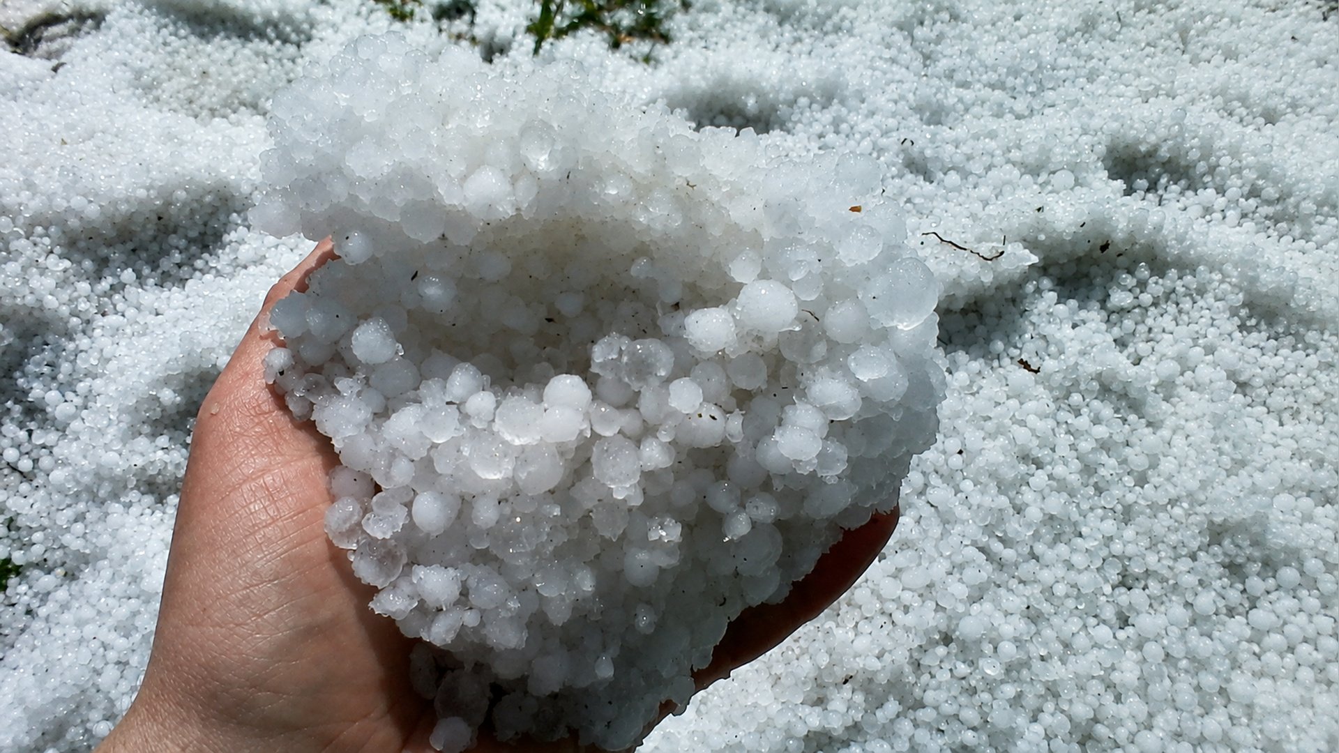 Grad i burze na początku czerwca? Rolnicy patrzą w niebo, bo uprawy są w najgorszym momencie