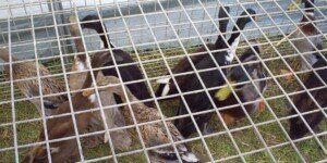 polskie fermy drobiu-kaczki-bioasekuracja na fermie drobiu