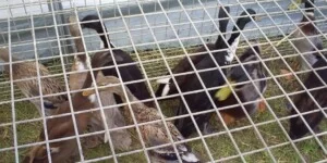 Kolejne polskie fermy drobiu znikają z&nbsp;mapy z&nbsp;powodu H5N1. Co to oznacza dla rynku?