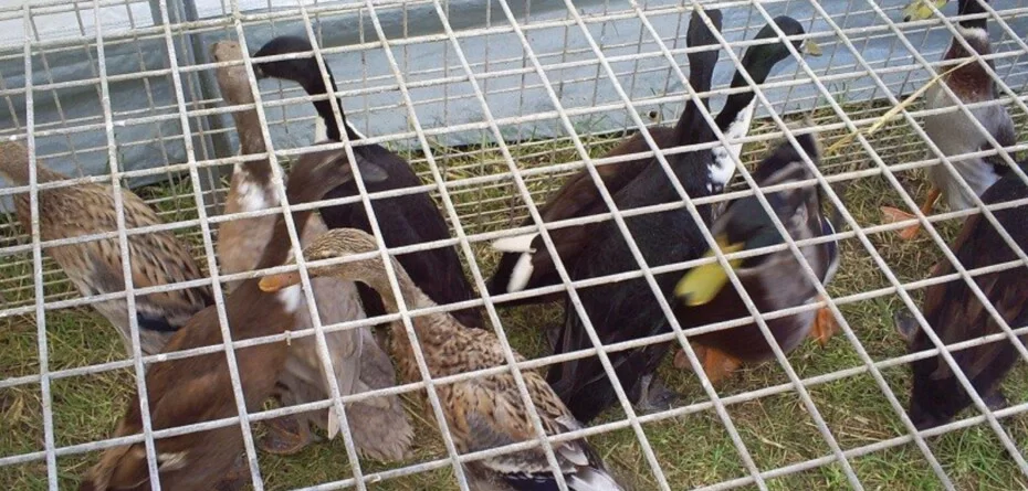 polskie fermy drobiu-kaczki-bioasekuracja na fermie drobiu