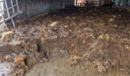 Nawozy RENURE powstają m.in. z obornika-obornik-obornik bydlęcy