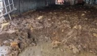 Nawozy RENURE powstają m.in. z obornika-obornik-obornik bydlęcy