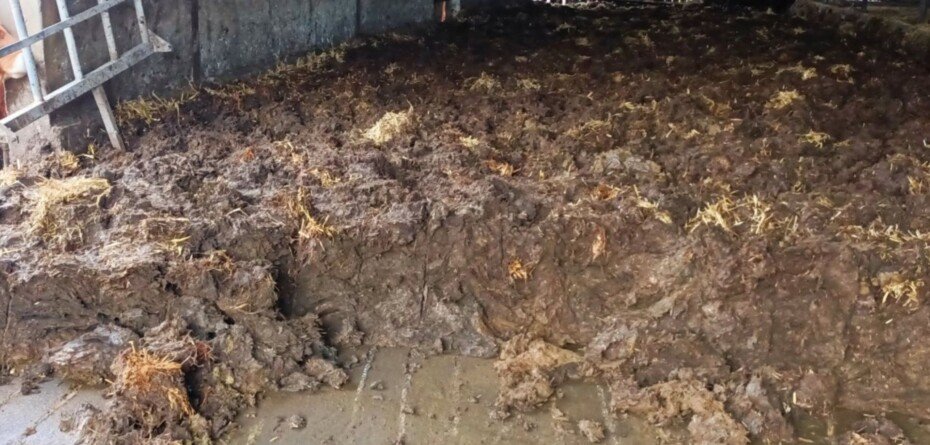 Nawozy RENURE powstają m.in. z obornika-obornik-obornik bydlęcy