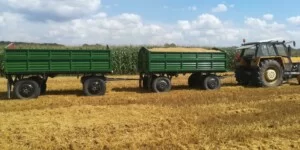 Ceny pszenicy 2026 stoją w&nbsp;miejscu. Rolnicy patrzą na pola i&nbsp;pytają: co dalej