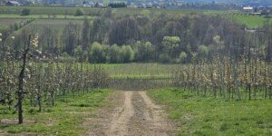 Komisje szacujące szkody po przymrozkach 2026 ruszają. Straty w&nbsp;sadach ogromne