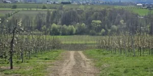 Komisje szacujące szkody po przymrozkach 2026 ruszają. Straty w&nbsp;sadach ogromne
