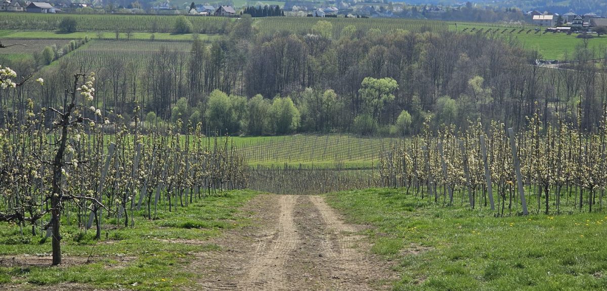 Komisje szacujące szkody po przymrozkach 2026 ruszają. Straty w sadach ogromne