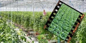 Vaxiplant SL w warzywach