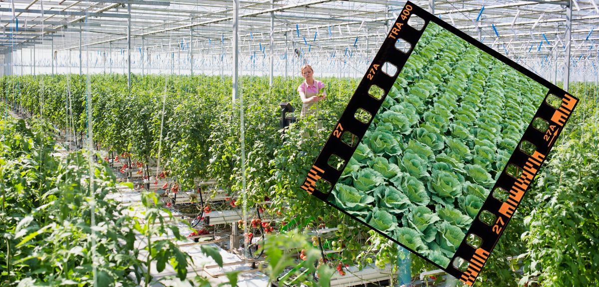 Vaxiplant SL w warzywach. Kiedy zabieg daje najwięcej?