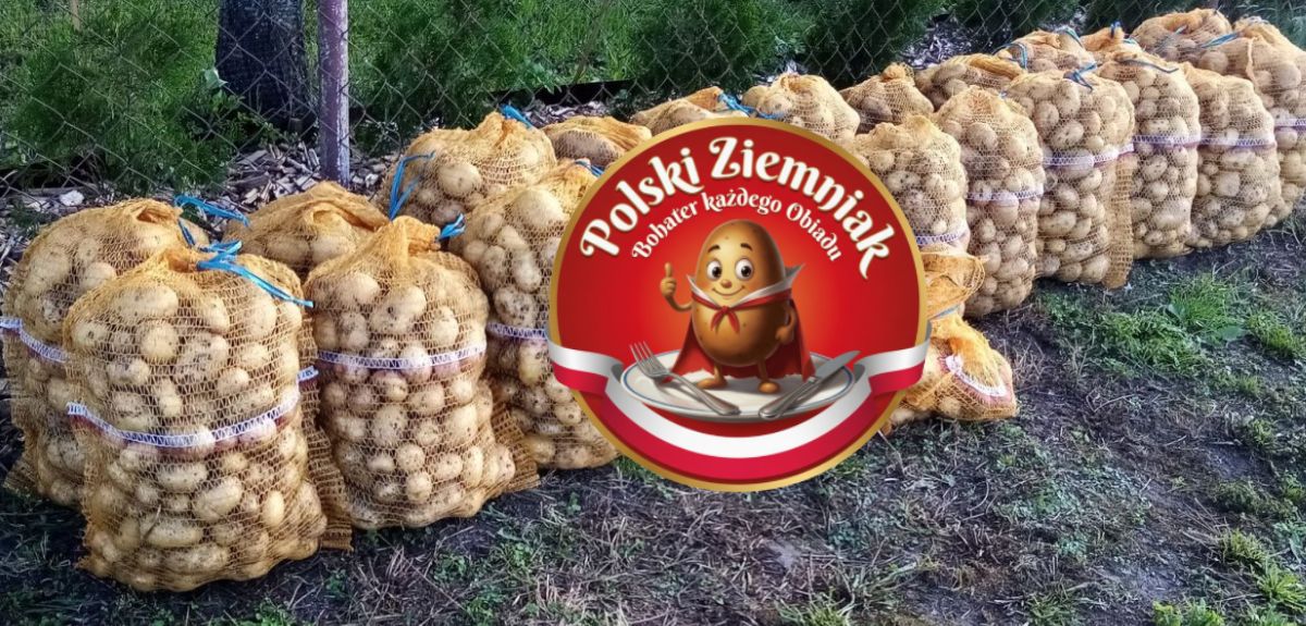 Rolnik miażdży majową akcję promocji ziemniaka. „Teraz to można sobie popić wodą”!