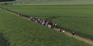 Agrii Demo w Siedlcu-Rolnicy podczas Agrii Demo 2026 w Siedlcu na Dolnym Śląsku oglądają odmiany rzepaku