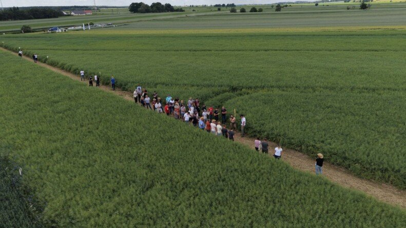 Agrii Demo w Siedlcu-Rolnicy podczas Agrii Demo 2026 w Siedlcu na Dolnym Śląsku oglądają odmiany rzepaku