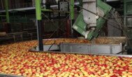 Wsparcie dla producentów owoców i warzyw