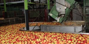 Wsparcie dla producentów owoców i warzyw