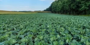 Czym zwalczać gąsienice w warzywach