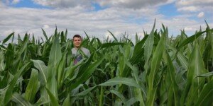 opłacalność uprawy kukurydzy 2026-pole kukurydzy-Rolnik stojący na plantacji kukurydzy i sprawdzający wzrost