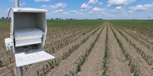 Omacnica prosowianka w kukurydzy – pułapka do monitoringu nalotu szkodnika na plantacji kukurydzy