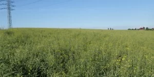 Jak ocenić rzepak po przymrozkach i suszy-rzepak po kwitnieniu-rzepak ozimy czerwiec-pole rzepaku ozimego w czerwcu