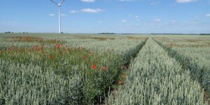 Zboża ozime bez flufenacetu-– poletka doświadczalne Chemirolu z porównaniem skuteczności różnych wariantów i sekwencji odchwaszczania zbóż