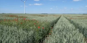 Zboża ozime bez flufenacetu-– poletka doświadczalne Chemirolu z porównaniem skuteczności różnych wariantów i sekwencji odchwaszczania zbóż