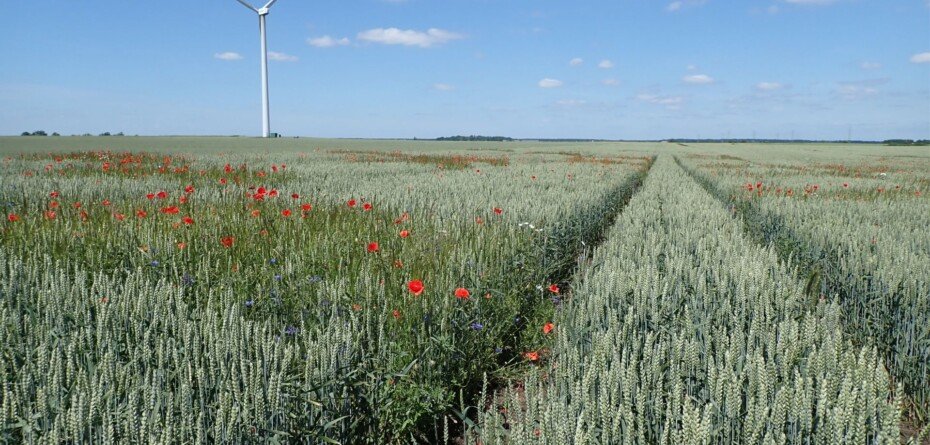 Zboża ozime bez flufenacetu. Chemirol pokazuje, co może go zastąpić