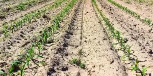 Kukurydza po zimnym maju-plantacja kukurydzy