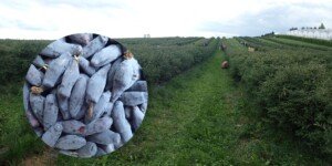 samozbiory jagody kamczackiej-plantacja jagody kamczackiej w Muniakowicach-Muniakowice jagoda kamczacka-Rodziny podczas samozbiorów jagody kamczackiej na plantacji w czerwcu