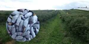 samozbiory jagody kamczackiej-plantacja jagody kamczackiej w Muniakowicach-Muniakowice jagoda kamczacka-Rodziny podczas samozbiorów jagody kamczackiej na plantacji w czerwcu