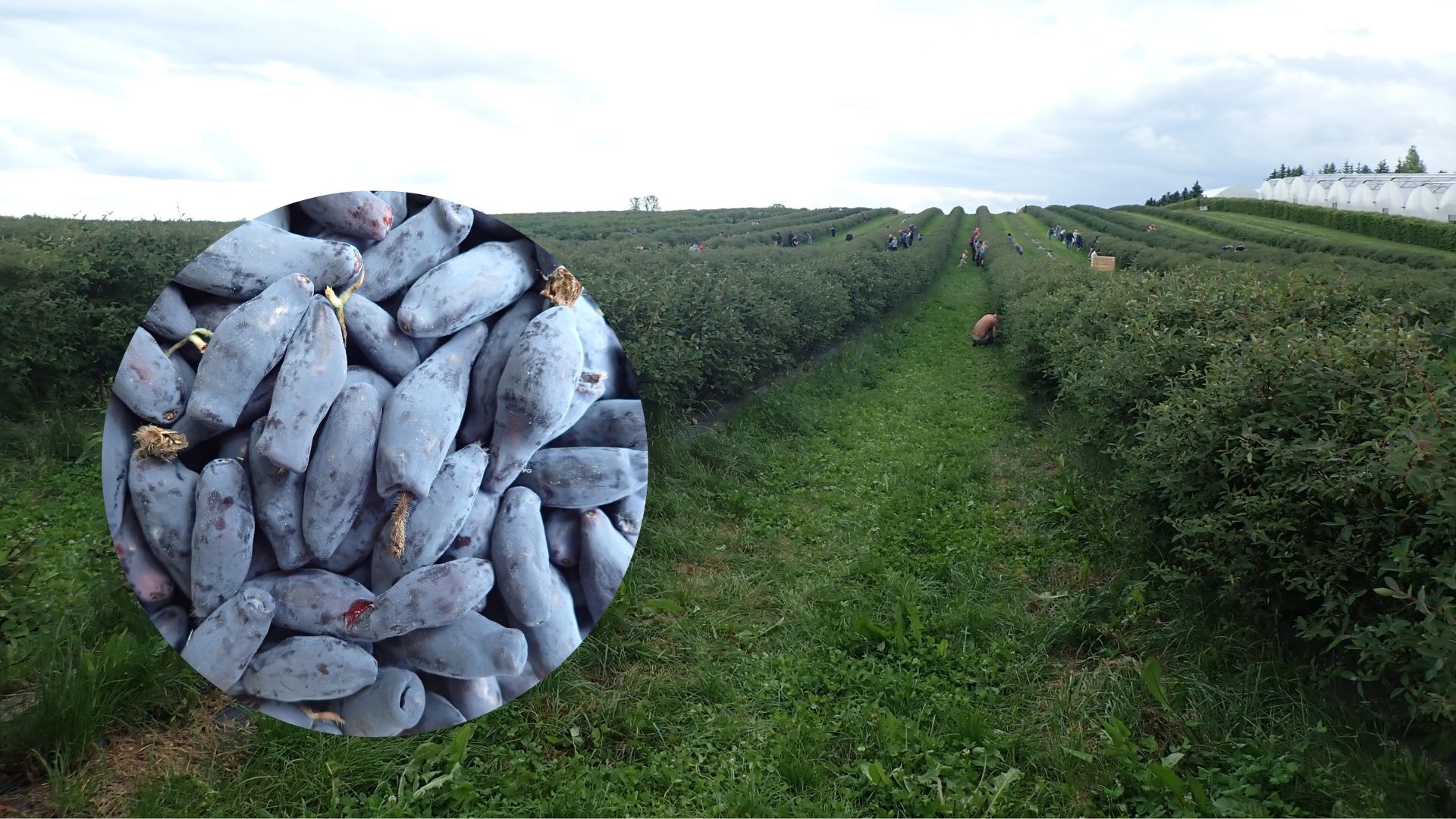 Gdzie na samozbiory jagody kamczackiej? 14 plantacji otwiera się dla odwiedzających