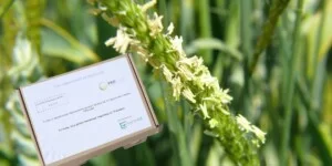 Superchwasty już tu są. Pytanie: czy są na Twoim polu?